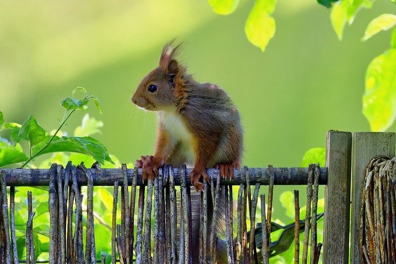 Eurasian Red Squirrel