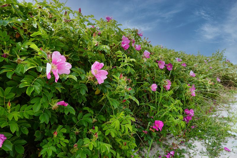 Wild Roses at the Beach