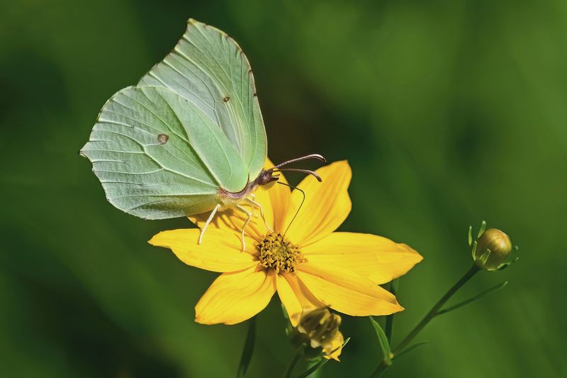 Brimstone is back in the Garden