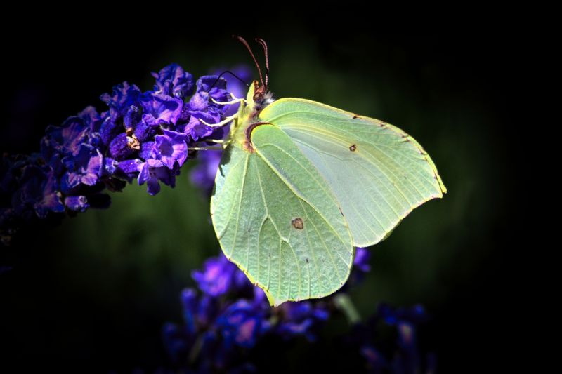 Brimstone