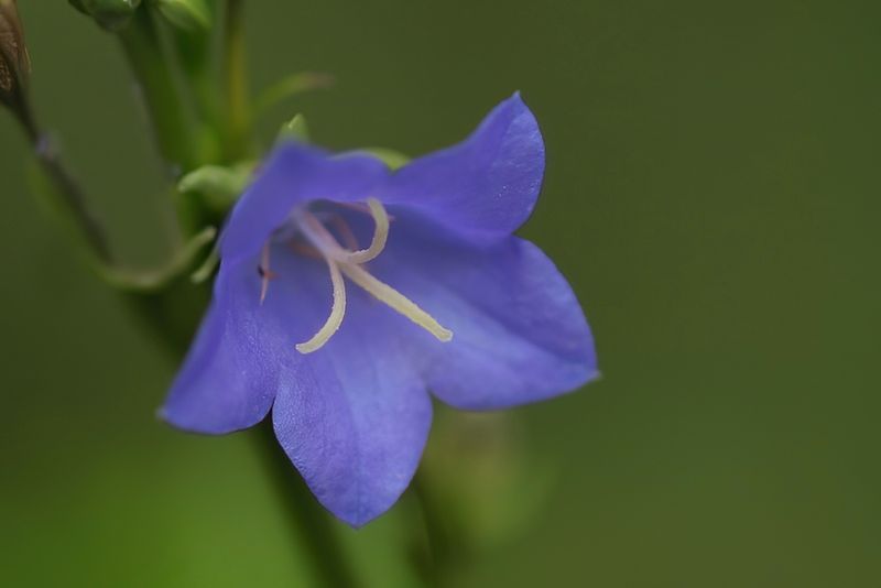 Bell Flower