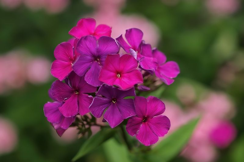 Phlox 