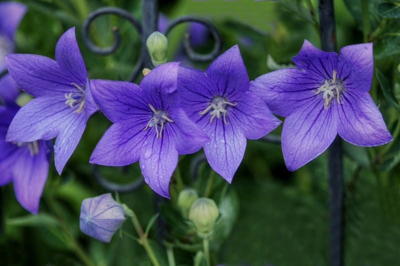 Balloon Flowers 