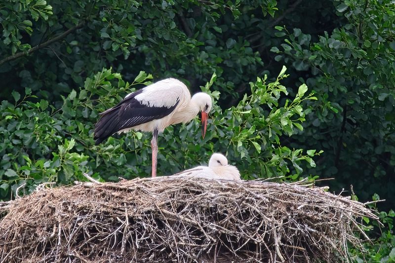 Two Young Ones Waiting in the Nest