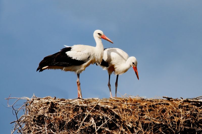 Two Brothers Ready to Fly