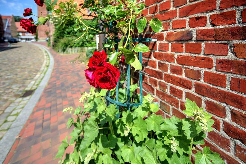 Roses