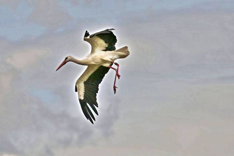 Flight Test