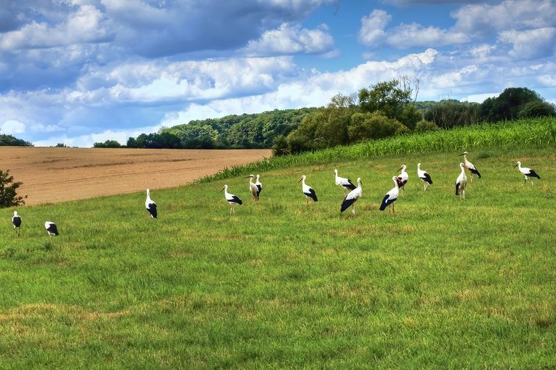 Large Group of  Young Storks