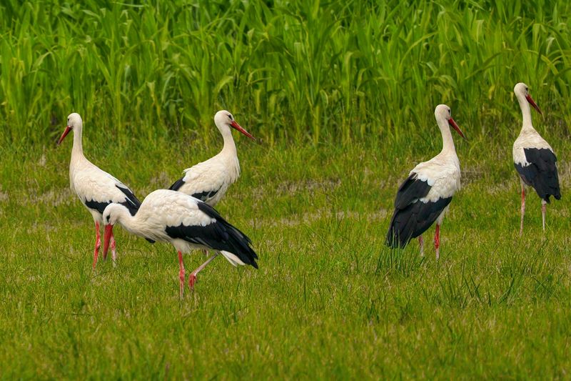 European White Stork