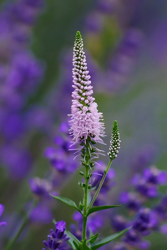 Guardian of the Lavender