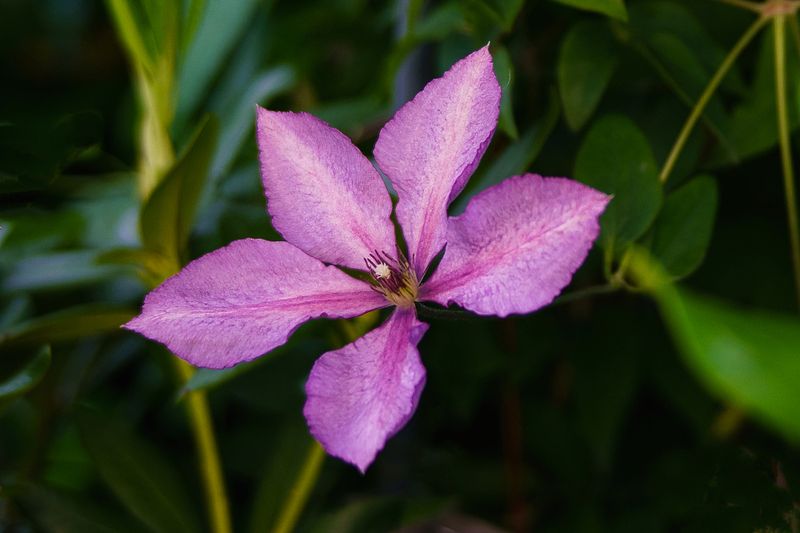 Clematis  
