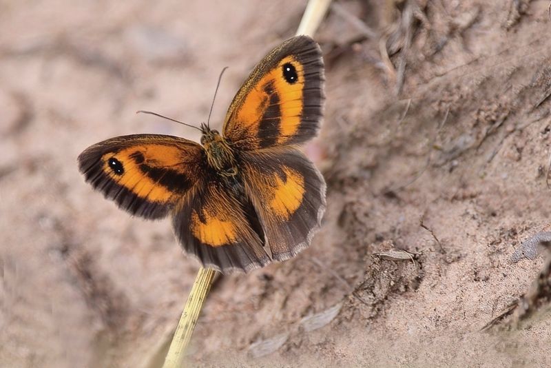 Gatekeeper Dries the Wings