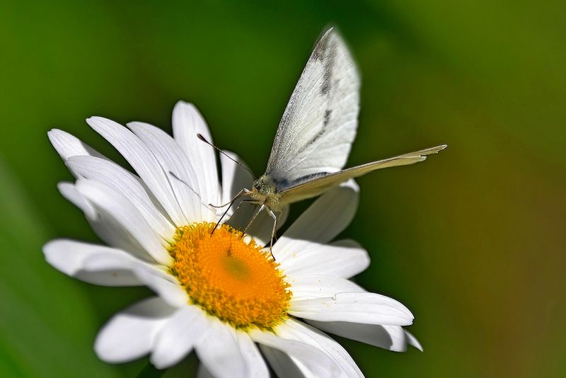 Cabbage White on Daisy 