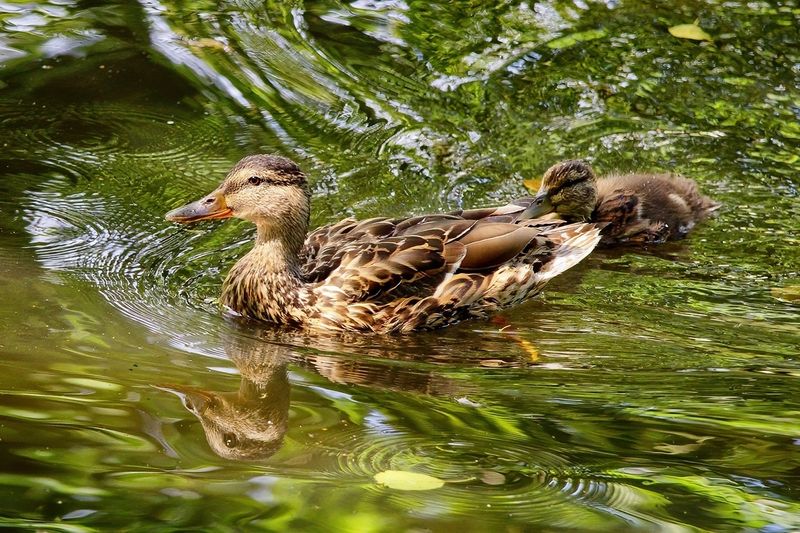 Mom Mallard and little One