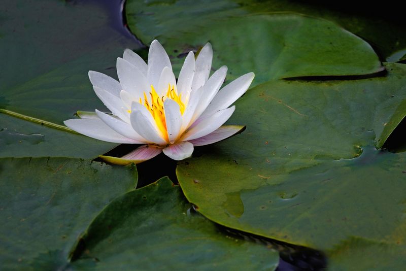 Pond Lily 