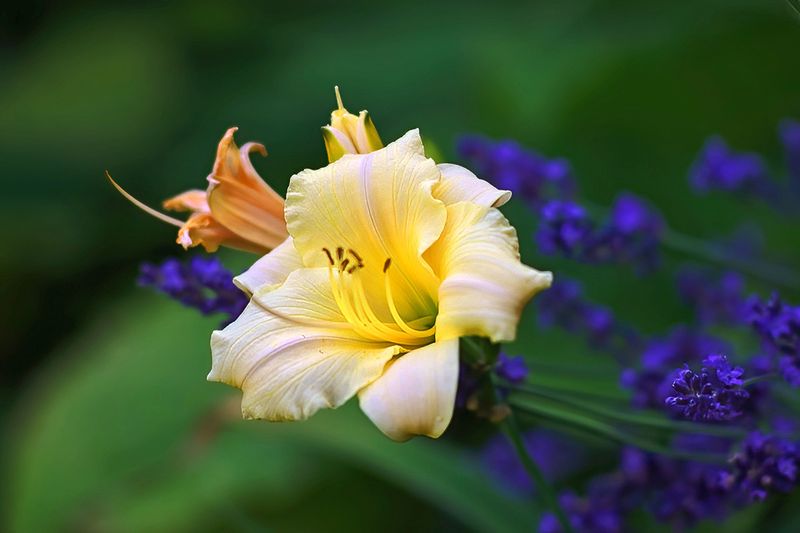 Soft Yellow and Blue
