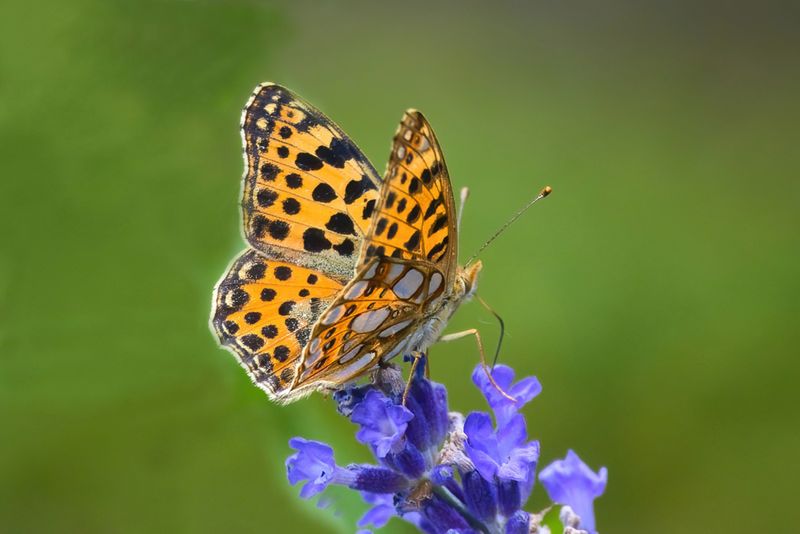 Butterflies and Moths