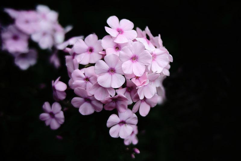 Pink Phlox