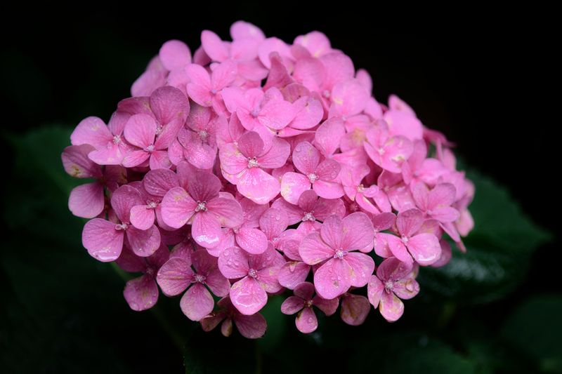 Hydrangea