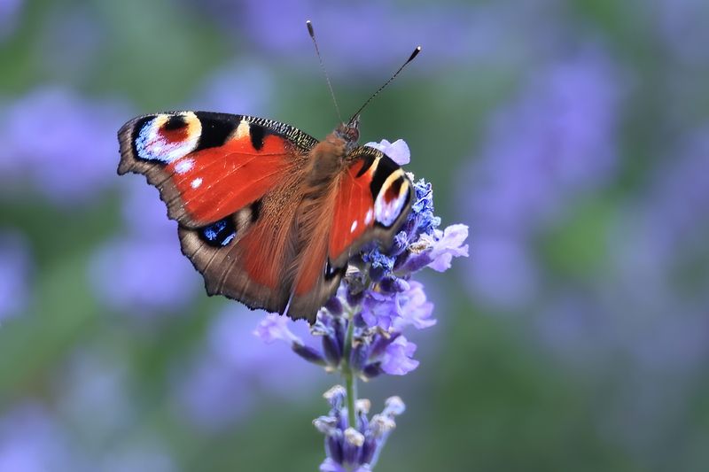 European Peacock 