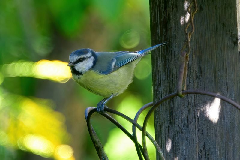 Blue Tit 