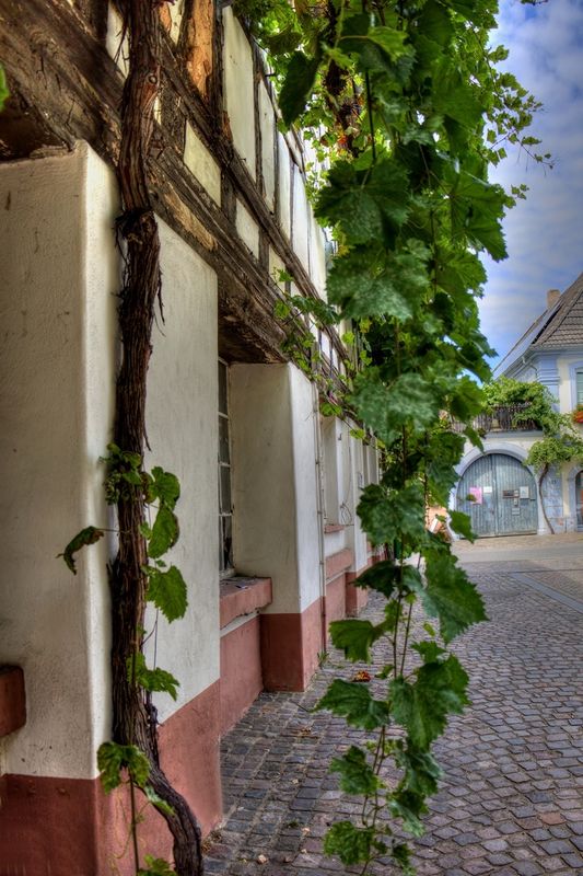Rhodt Vines
