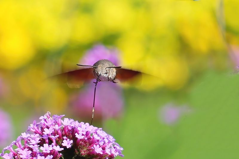 Hawk Moth