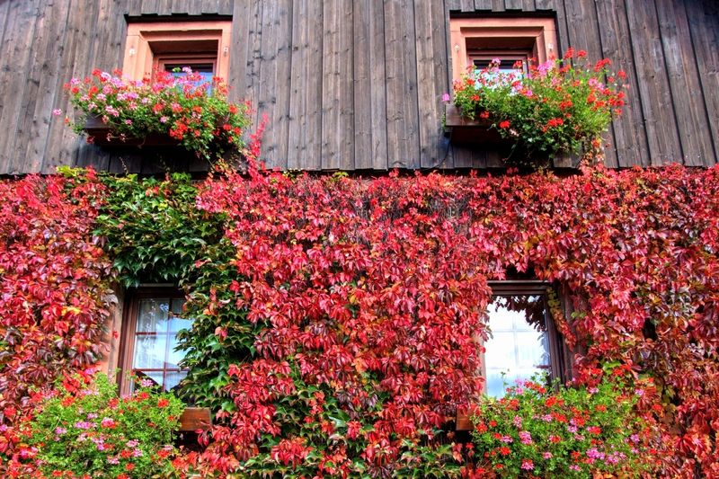 Windows Framed in Red Vine
