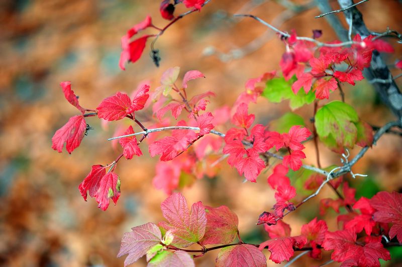 Reds in October