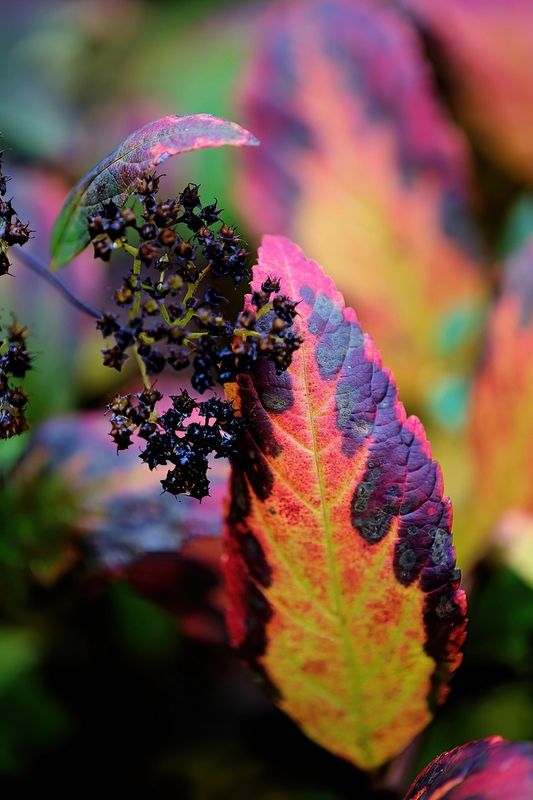 Rainbow Colors of Fall
