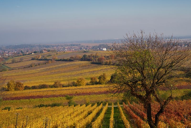 Vineyards in November