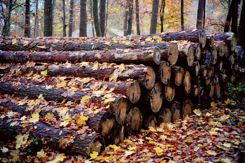 Logs for the Winter