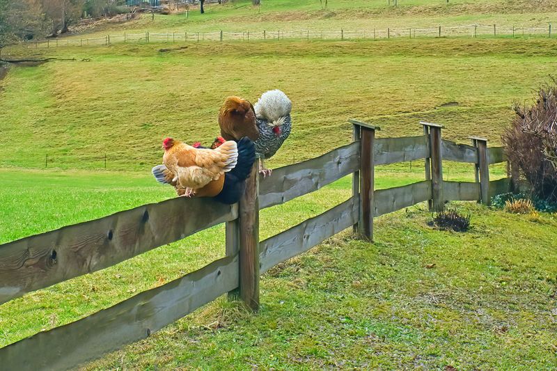 Chickens on the Fence 