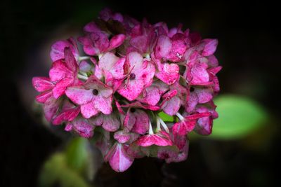 Hydrangea