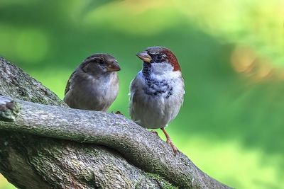 House- and Field Sparrows