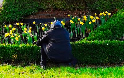 January Daffodils