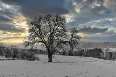 The Old Pear Tree