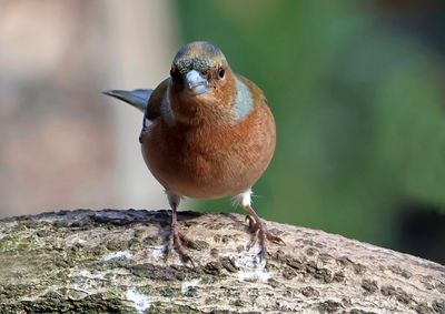 Chaffinch Watching Me