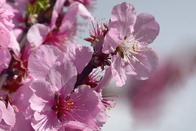 Almond Blossoms