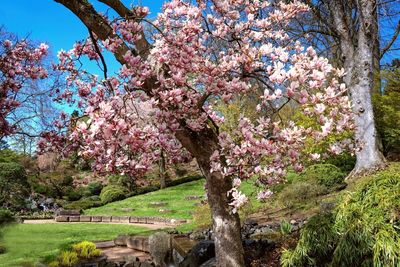 Magnolia Tree