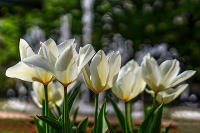 Whites by the Fountain