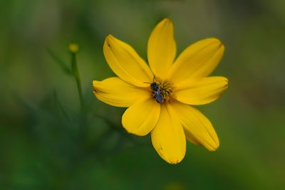 Yellow Whirl