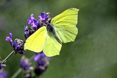 Brimstone with open Wings