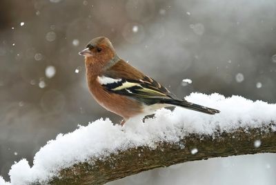 Common Chaffinch