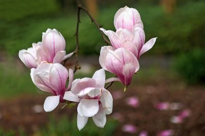 Magnolia Branch