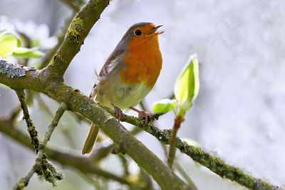 Red Robin singing in Spring