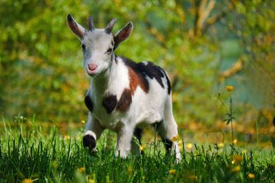 Little Billy Goat 
