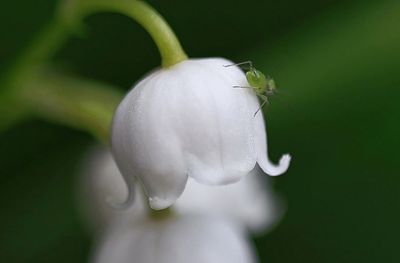 Lily of the Valley Macro