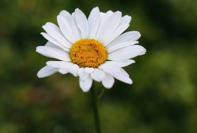 Daisy in the Field
