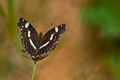 Map Butterfly (Summer Version)